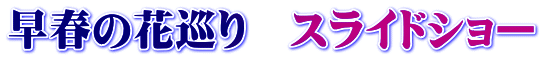 早春の花巡り　スライドショー
