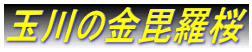 玉川の金毘羅桜