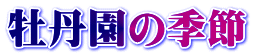 牡丹園の季節