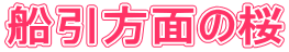 船引方面の桜