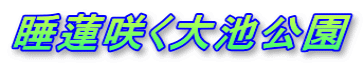 睡蓮咲く大池公園