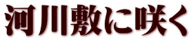 河川敷に咲く