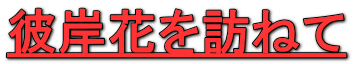 彼岸花を訪ねて 