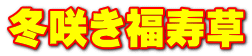 冬咲き福寿草