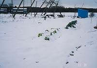 2001/12/kaikon2.jpg