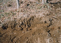 2002/01/kaikon3.jpg
