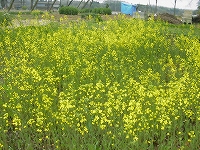 2002/04/nanohana.jpg