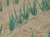 2002/04/negi.jpg