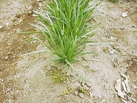 2002/04/nira.jpg
