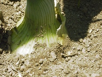 2002/04/tamanegi.jpg