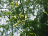 2002/05/asupara.jpg