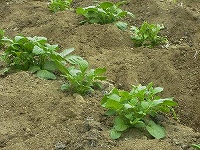 2002/05/jagaimo.jpg