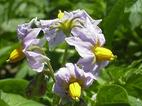 2002/05/jagaimoA.jpg