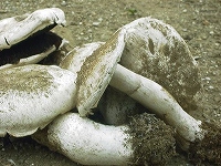 2002/05/massyurumu.jpg
