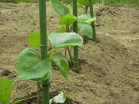 2002/05/nasu.jpg