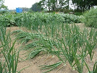 2002/05/negibatake.jpg