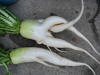 2002/06/daikon.jpg