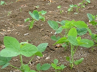 2002/06/edamame2.jpg