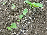 2002/06/gobou.jpg