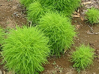 2002/06/houkigusa.jpg