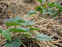 2002/06/satuma.jpg