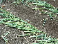 2002/06/tamanegi2.jpg