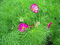 2002/07/07-10.jpg
