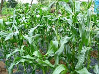 2002/07/07-11.jpg
