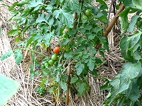2002/07/07-12.jpg