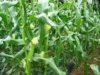 2002/07/717coon3.jpg