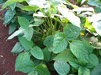 2002/07/721edamame.jpg