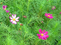 2002/07/721kosumos.jpg