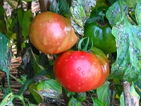 2002/07/721tomato.jpg