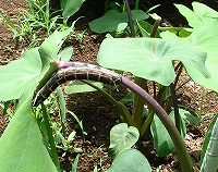 2002/07/725mosura.jpg
