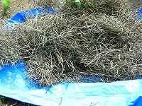 2002/07/natanetoriire.jpg