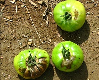 2002/07/tomatokusare.jpg