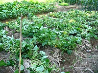 2002/07/turugaeshi.jpg