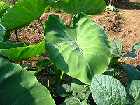 2002/08/0807satoimo.jpg