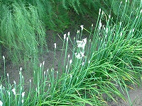 2002/08/801nira.jpg