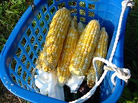 2002/08/807coon-a.jpg