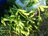 2002/08/807edamame-a.jpg
