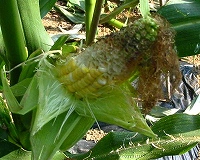 2002/08/809coon.jpg