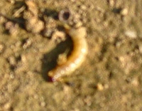 2002/08/809coonmusssi.jpg