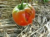 2002/08/809tomato.jpg