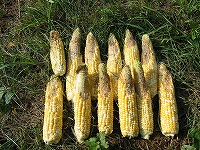 2002/08/811coon_b.jpg