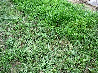 2002/08/818kusakari.jpg