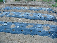 2002/08/830tanemaki.jpg