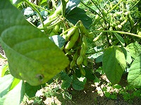 2002/09/902edamame.jpg