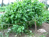 2002/09/905jyunen.jpg