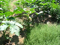 2002/09/okurabatake.jpg